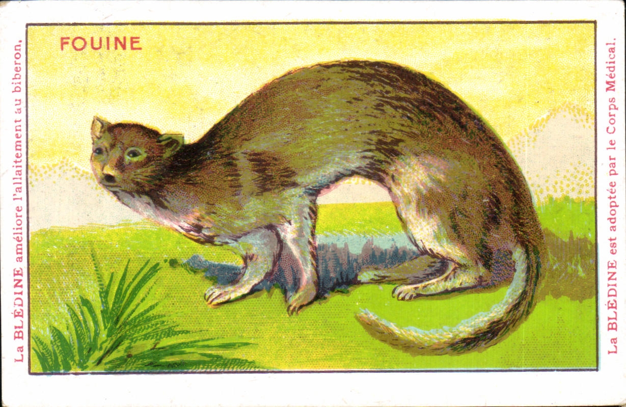 Chromo Les Animaux Sauvages La Fouine Bledine