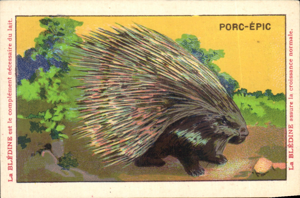 Chromo Les Animaux Sauvages Le Porc Epic Bledine