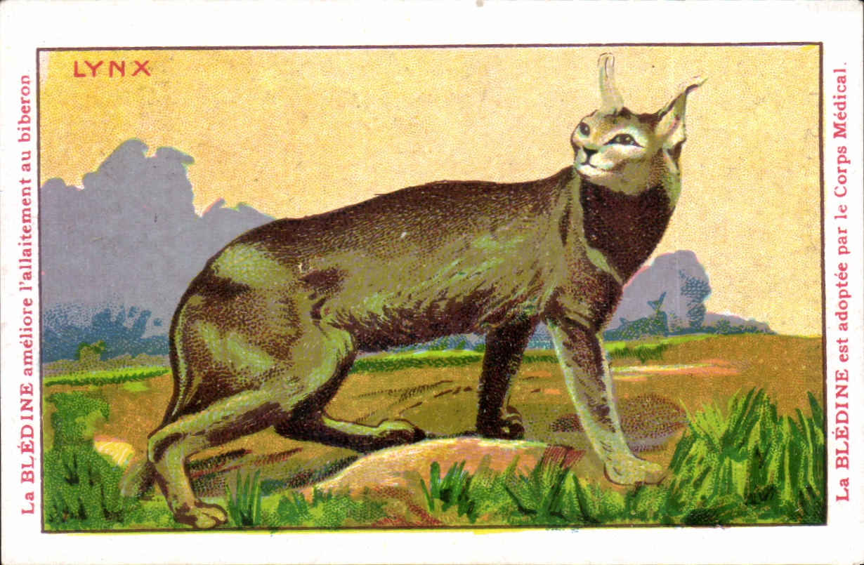 Chromo Les Animaux Sauvages Le Lynx Bledine