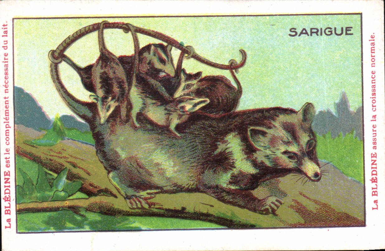 Chromo Les Animaux Sauvages Le Sarigue Bledine