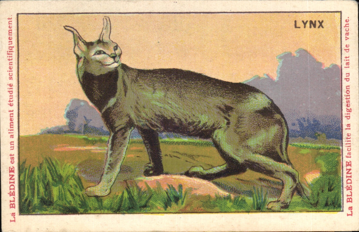 Chromo Les Animaux Sauvages Le Lynx Bledine