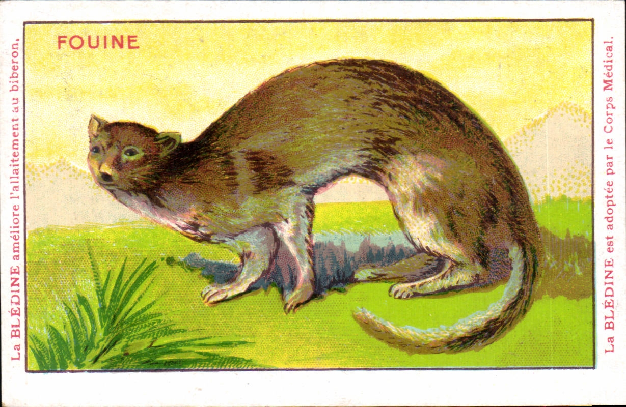 Chromo Les Animaux Sauvages La Fouine Bledine