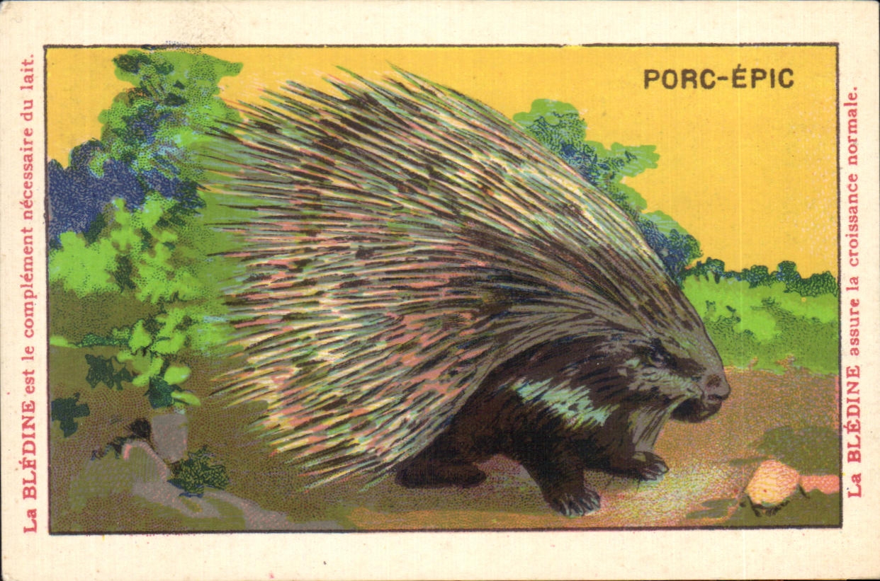 Chromo Les Animaux Sauvages Le Porc Epic Bledine