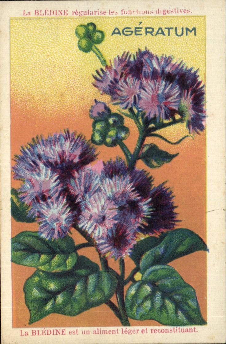 Chromo Bledine Ageratum