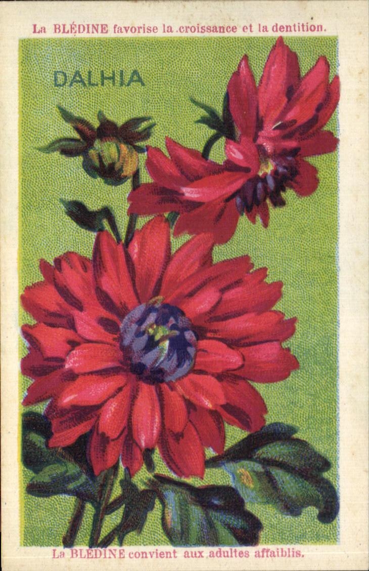 Chromo La bledine Dahlia