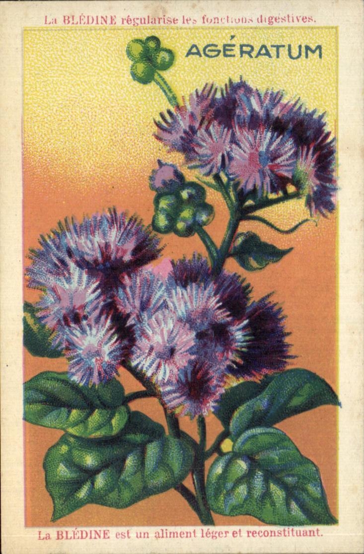 Chromo La bledine Ageratum