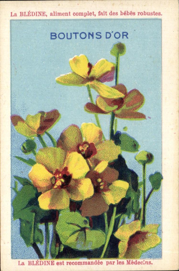 Chromo La bledine Boutons d'or