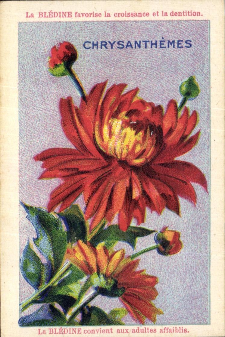 Chromo Bledine Chrysanthemes