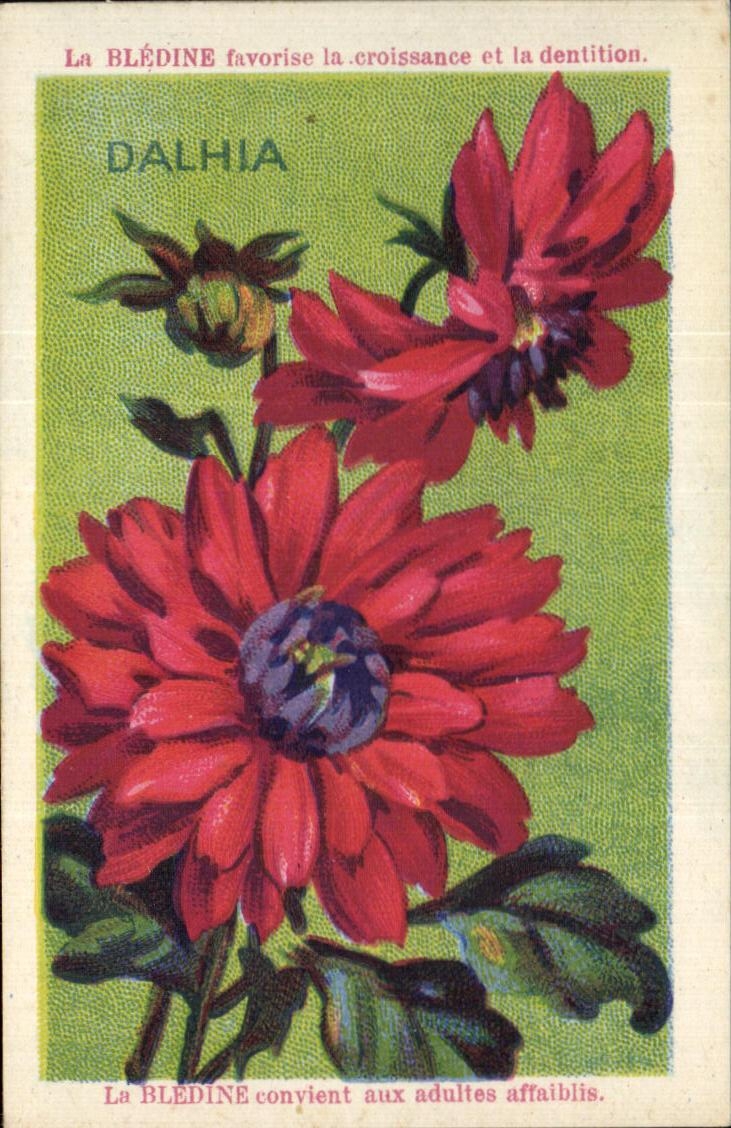 Chromo Bledine Dahlia