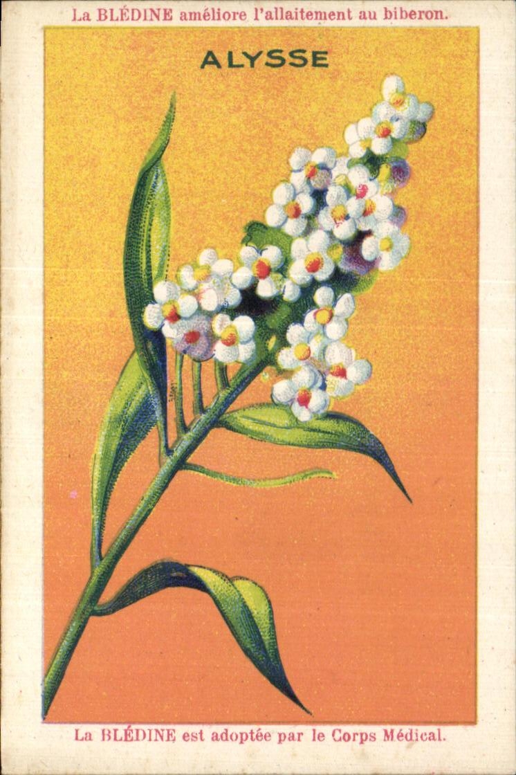 Chromo Bledine Alysse