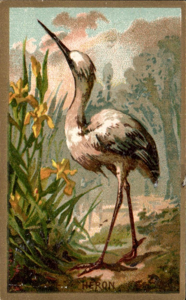 Chromo Heron Bon point Oiseau
