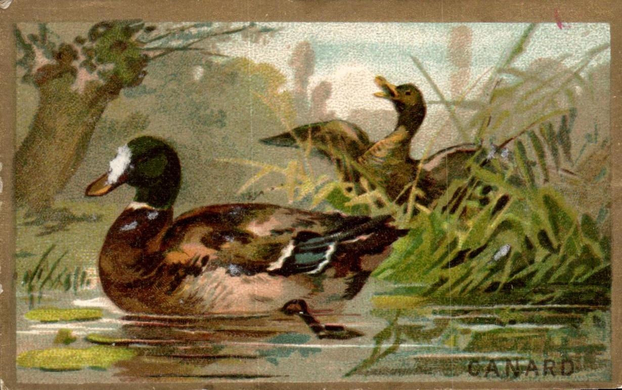 Chromo Canard Bon point 