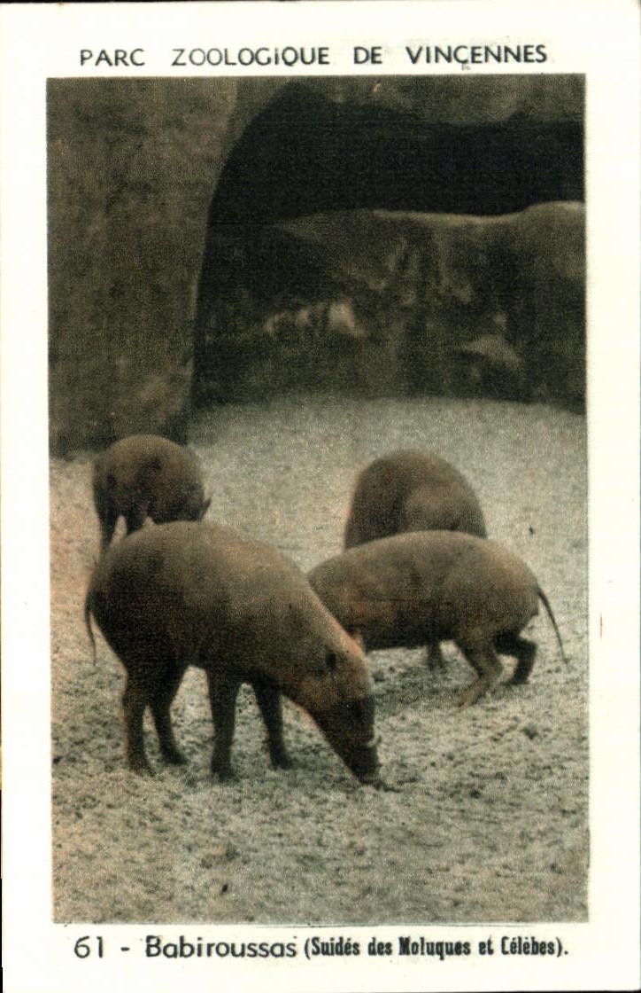 Image Parc zoologique de vincennes babiroussas suides des moluques et celebes