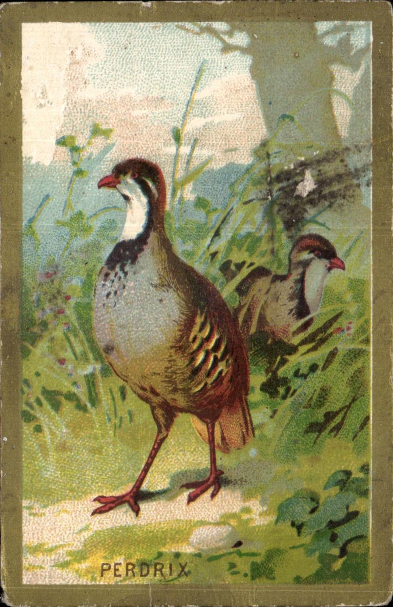 Chromo Perdrix Genre de gallinacees