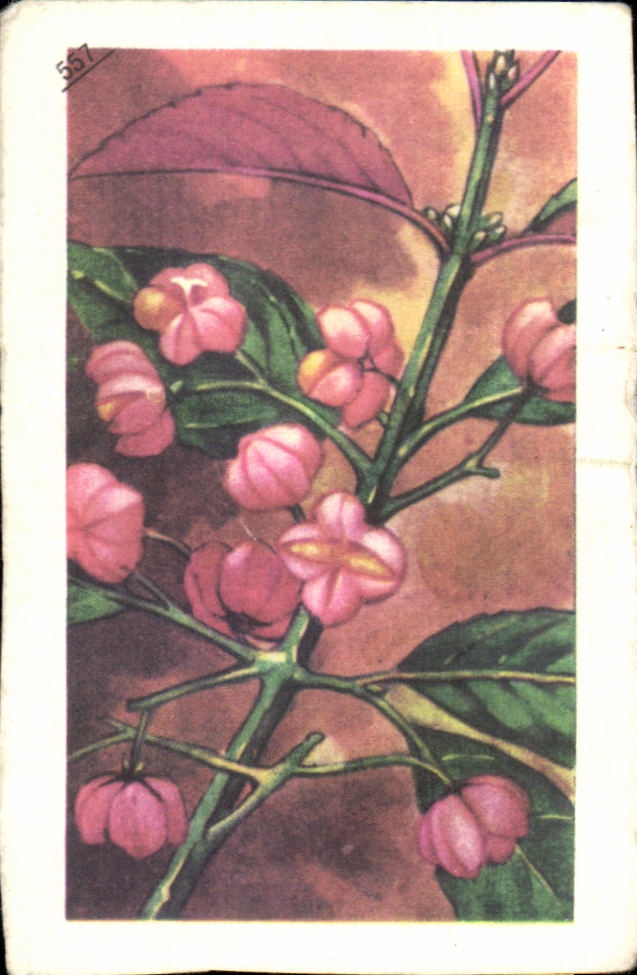 Image Dessert francorusse