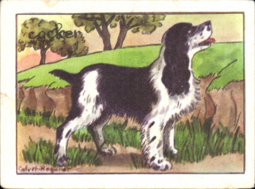 Image Cocker Chien 