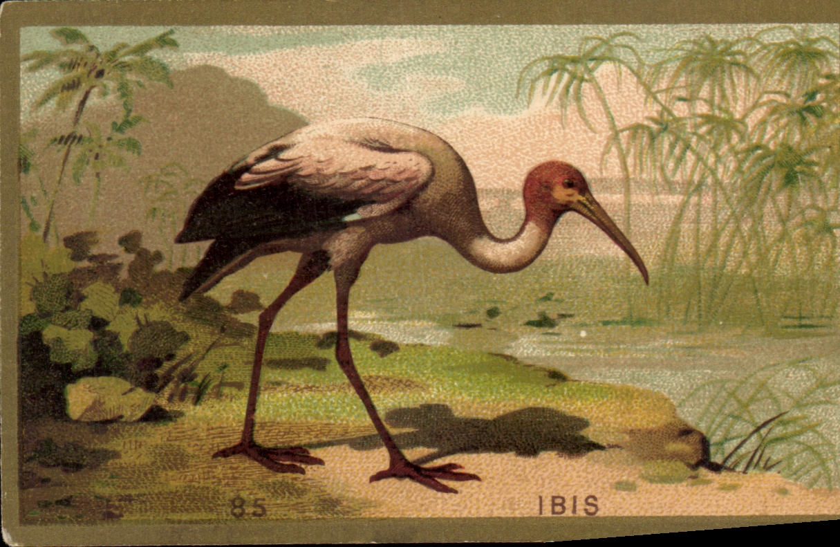 Chromo Ibis oiseau