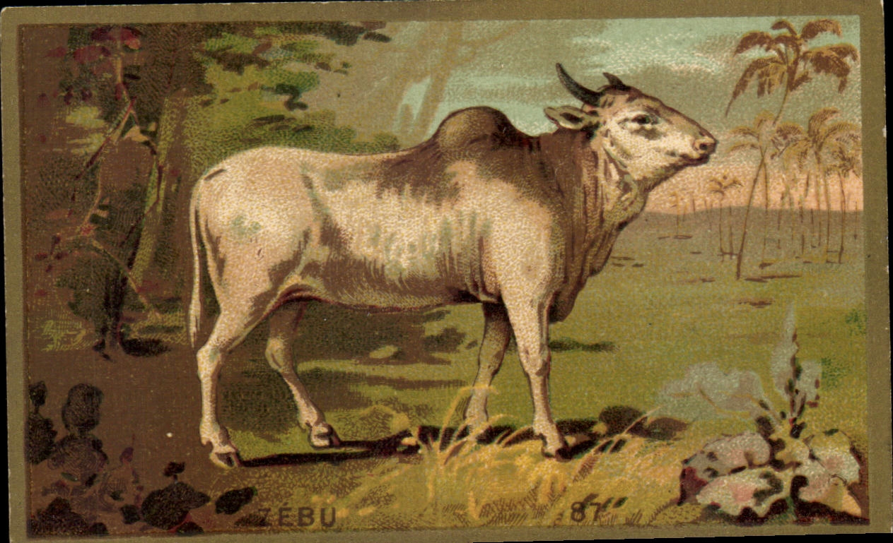 Chromo Zebu 