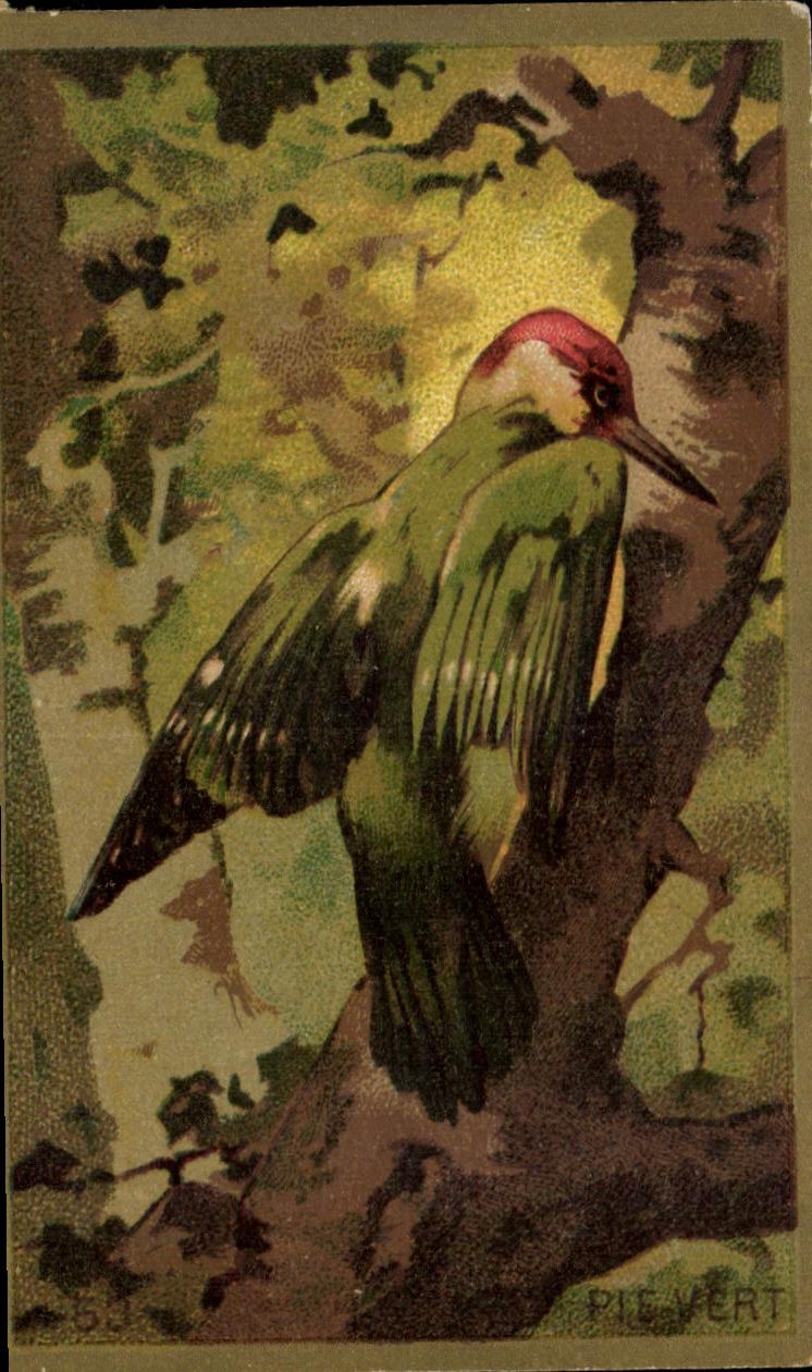 Chromo Pic vert Oiseau