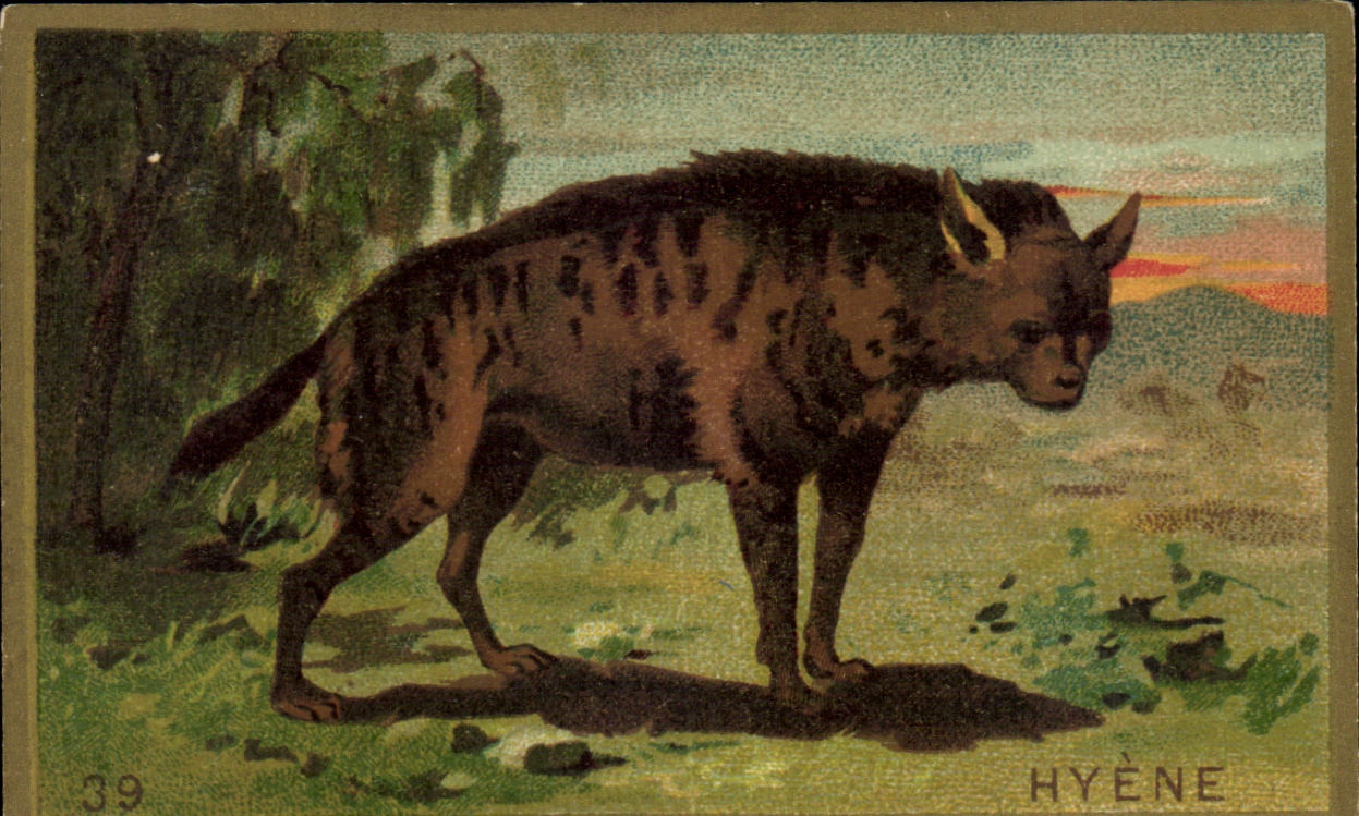 Chromo Hyene