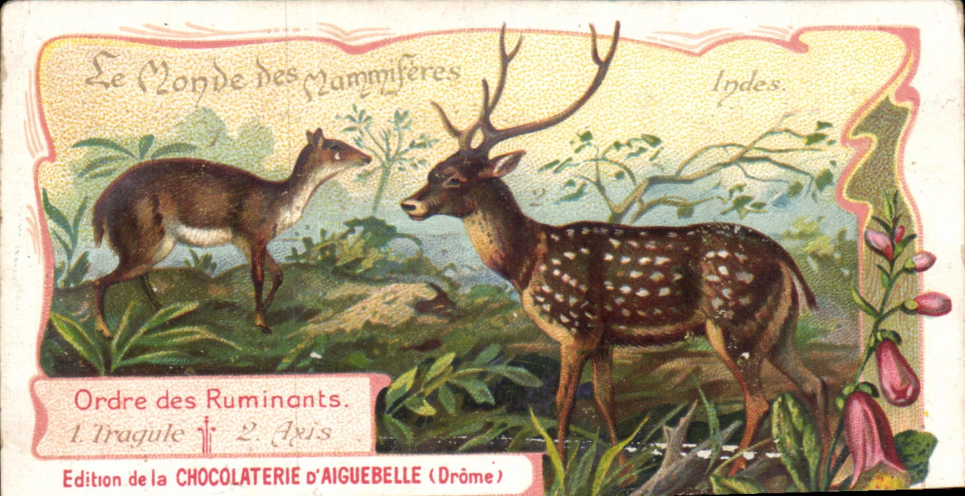 Chromo Chocolaterie d'Aiguebelle Tragule Indes