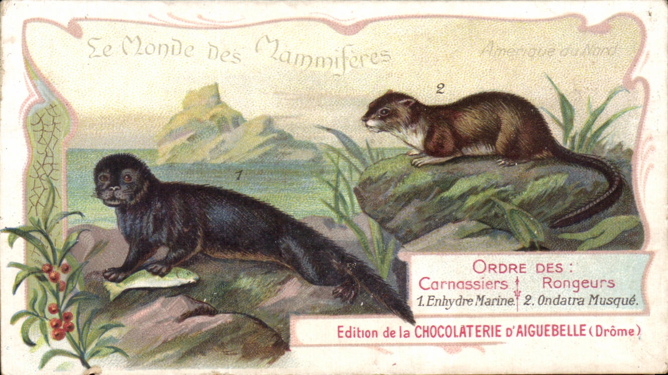 Chromo Chocolaterie d'Aiguebelle Carnassiers rongeurs Enhydre marine Ondatra musque