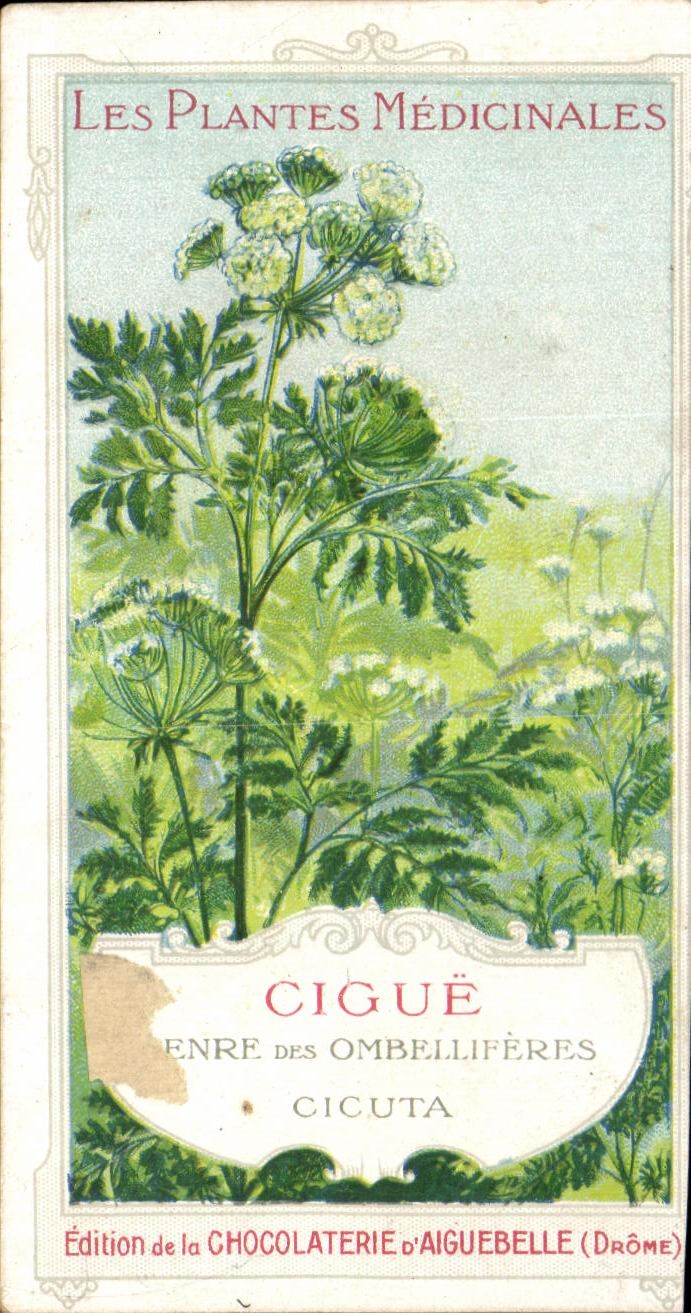 Chromo Chocolaterie d'Aiguebelle Les Plantes Medicinales Cigue Ombelliferes Cicuta Poisson