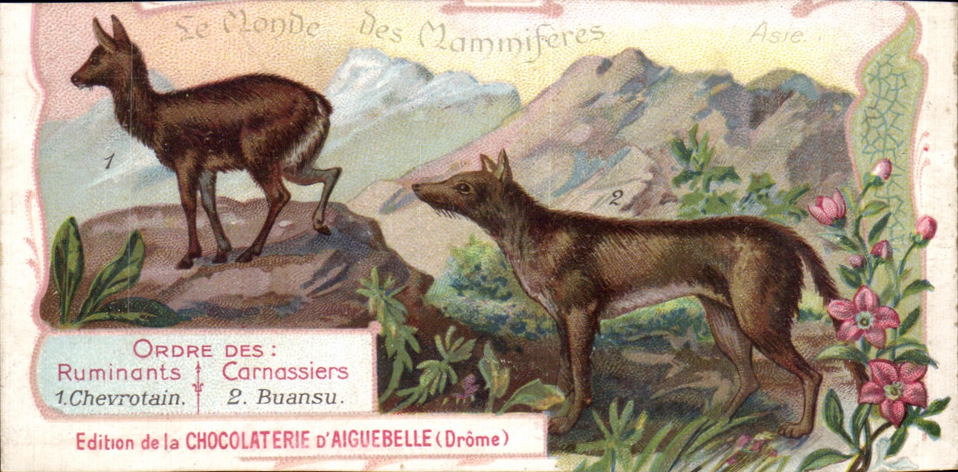 Chromo Le Monde des Mammiferes Ordre des Ruminants Carnassiers Mangue Chocolaterie d'Aiguebille Drome