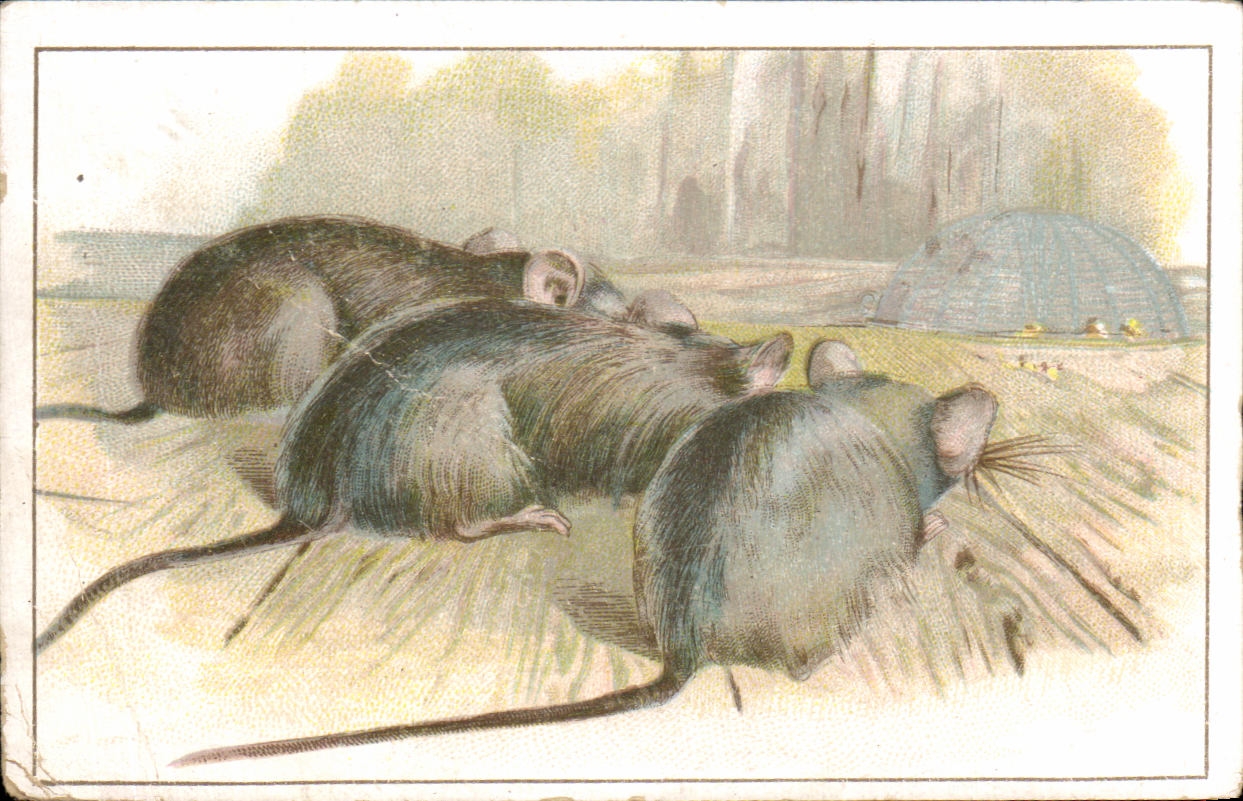 Image Chocolat Saintoin Souris Mouse