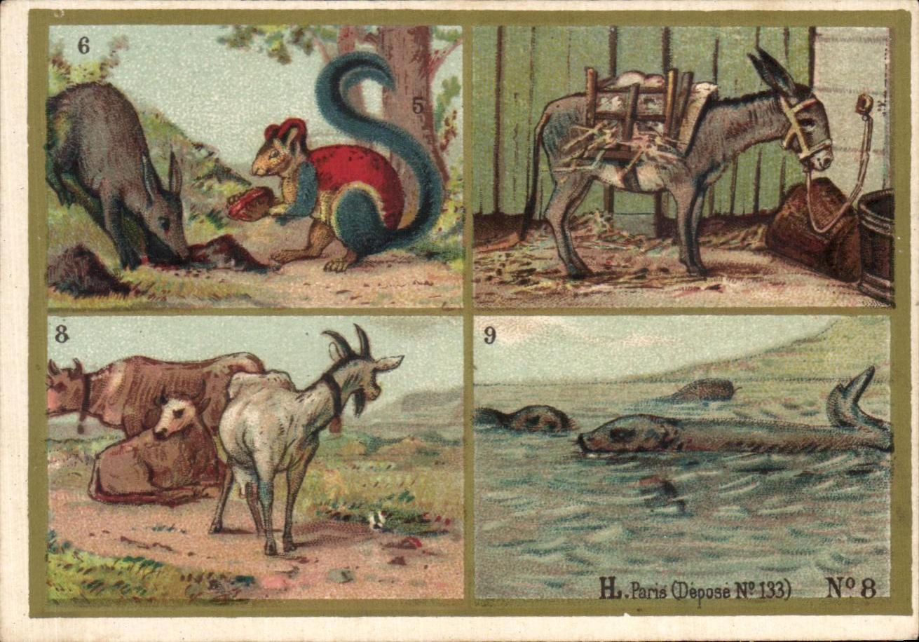 Chromo Les Mammiferes Caracteres generaux des Mammiferes Chevre Goat Ane Donkey Ecureuil