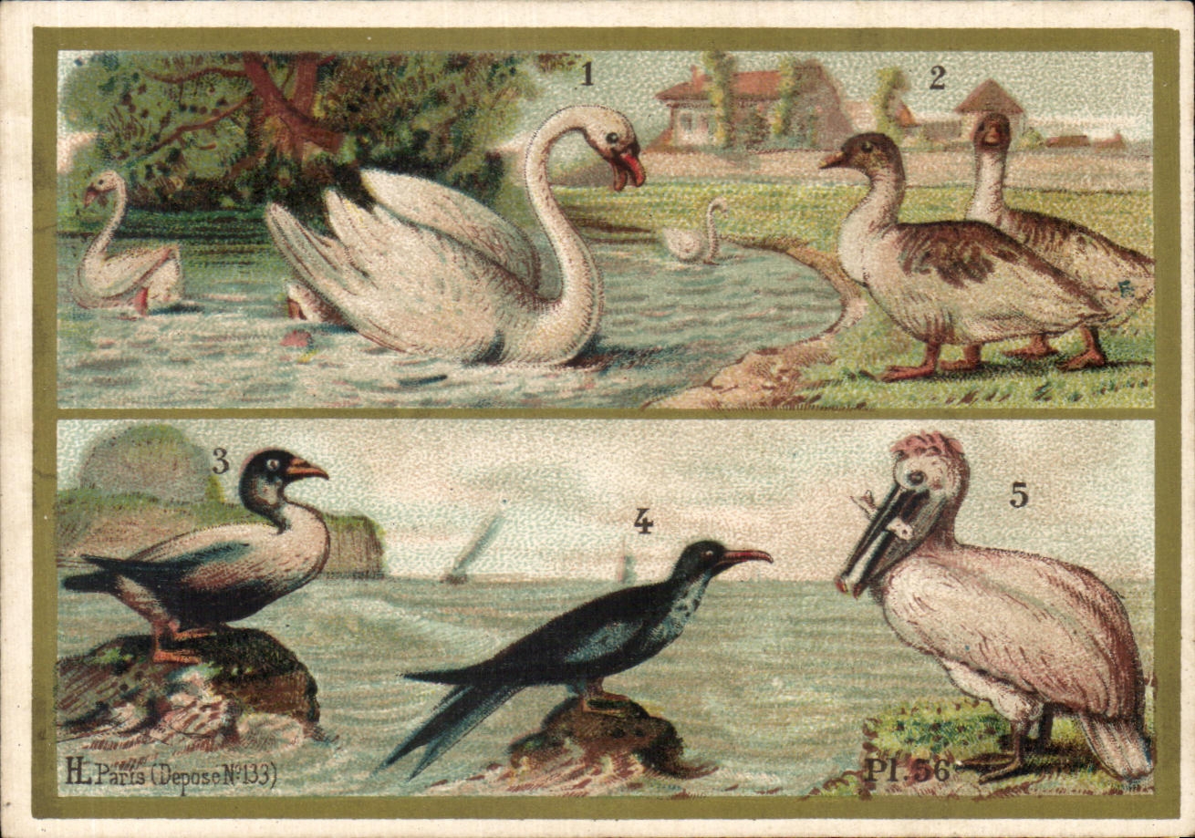 Chromo Offert Par La Maison Des Buscs A L'Ancre Palmipedes Cygne Canard 