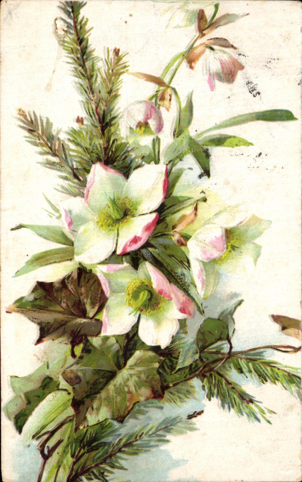 Flores de la fantasia de CPA