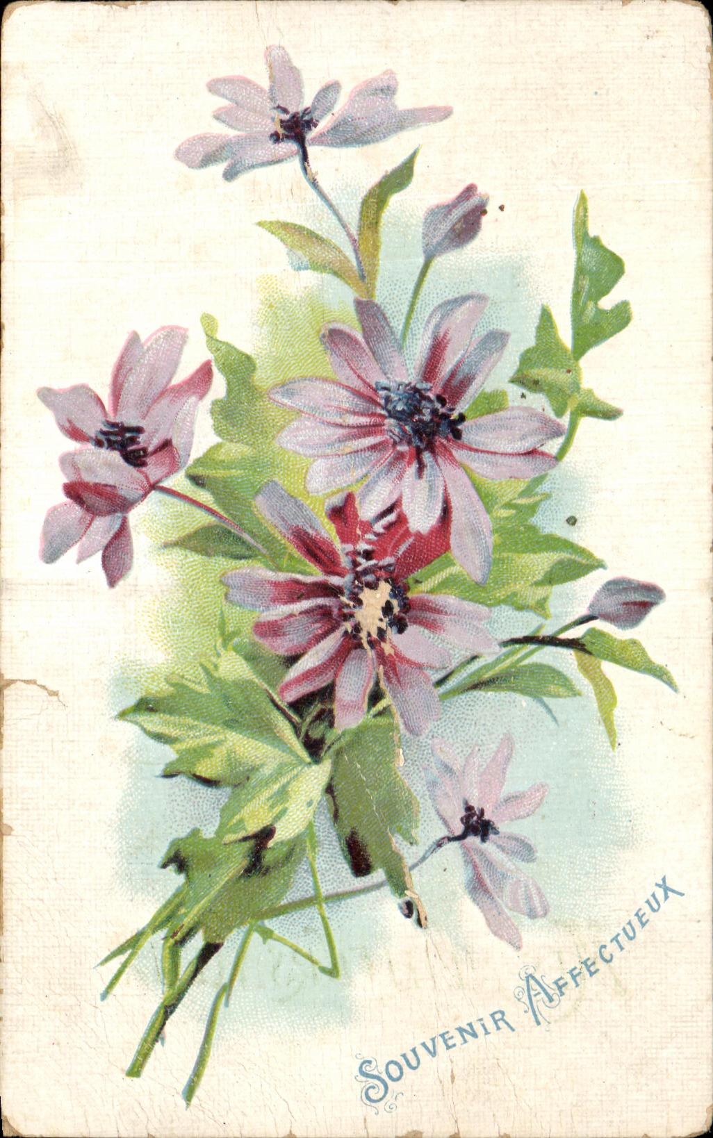 La fantasia de CPA florece el recuerdo carinoso