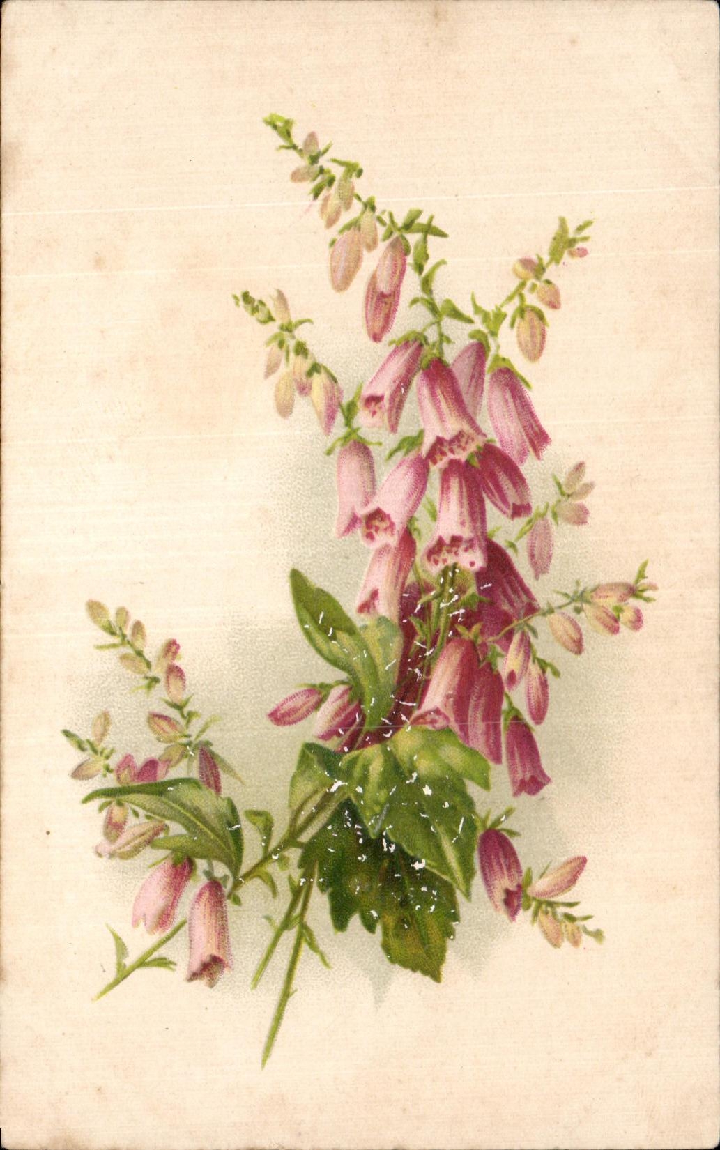 Flores de la fantasia de CPA