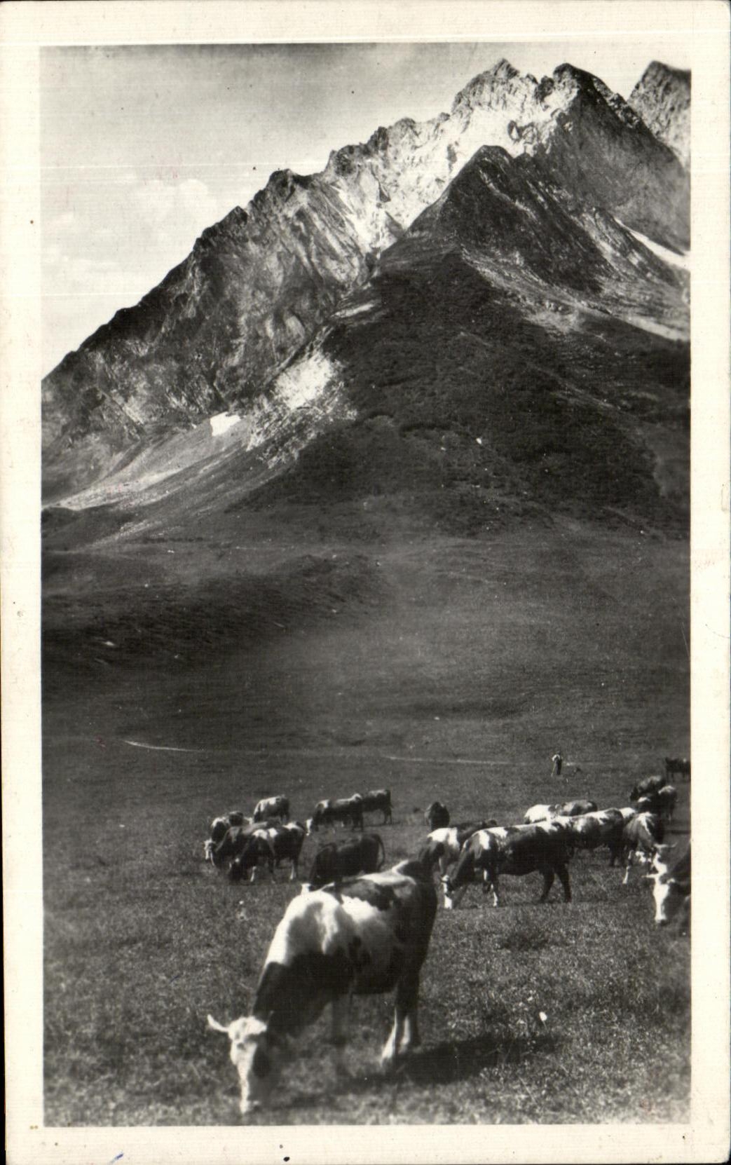 CPA Paturage au col des Aravis Vaches