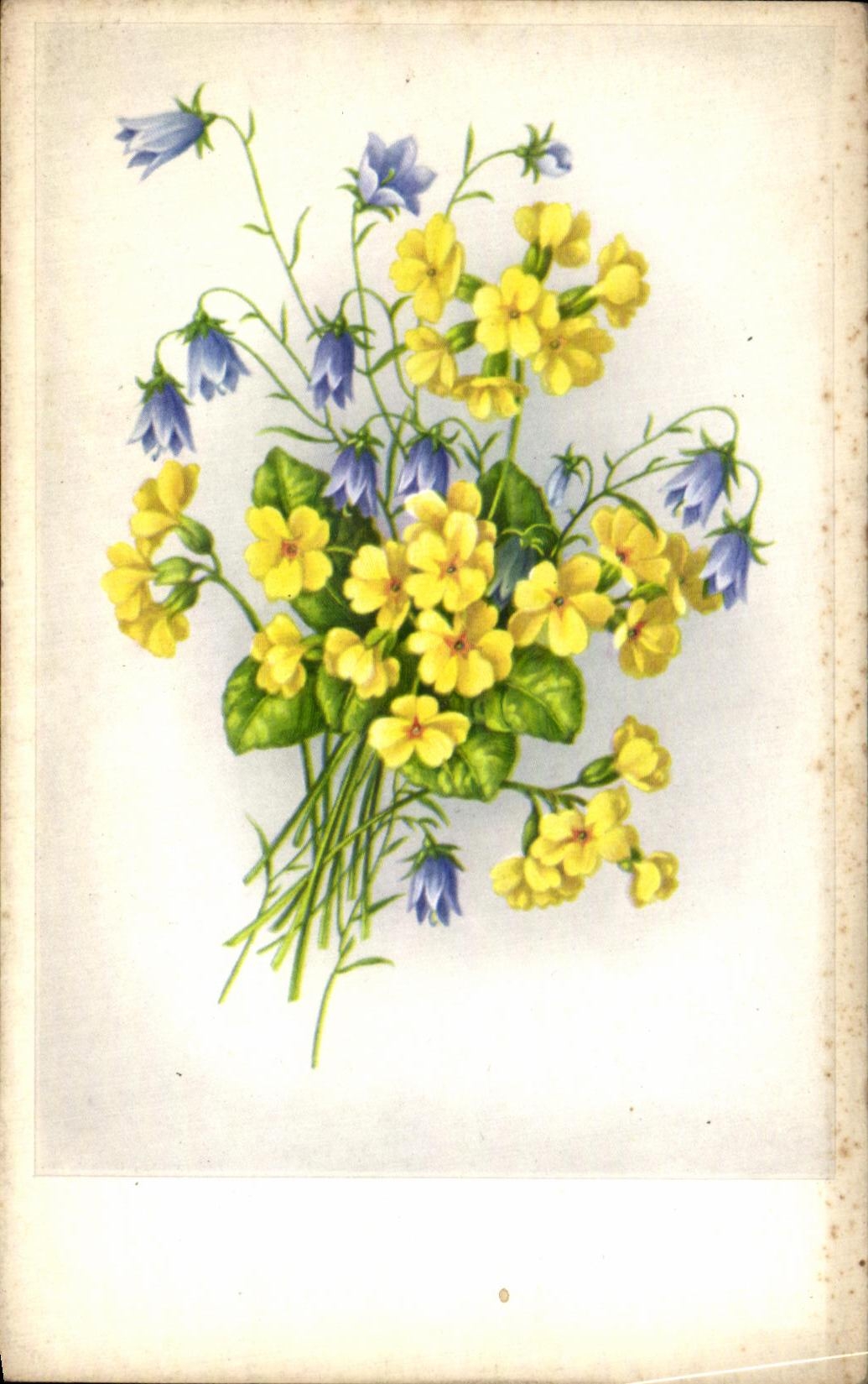 Flores de la fantasia de CPA