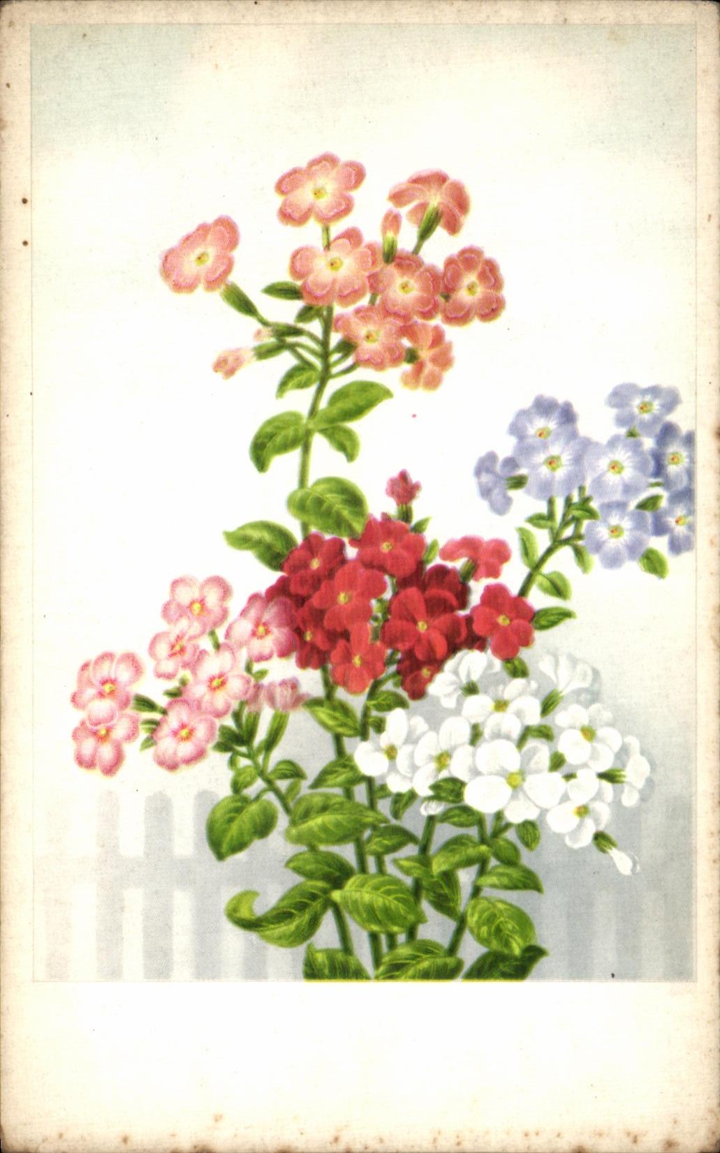 Flores de la fantasia de CPA