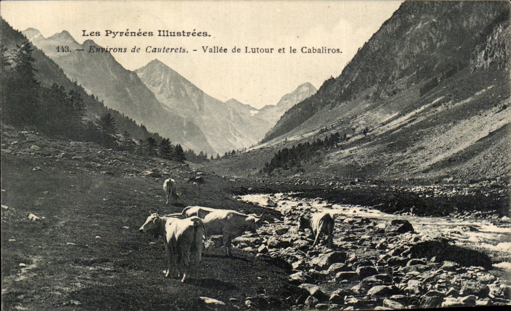 CPA Les Pyrenees Illustrees Environs de Cauterets Vallee de Lutour et le Cabaliros Vaches