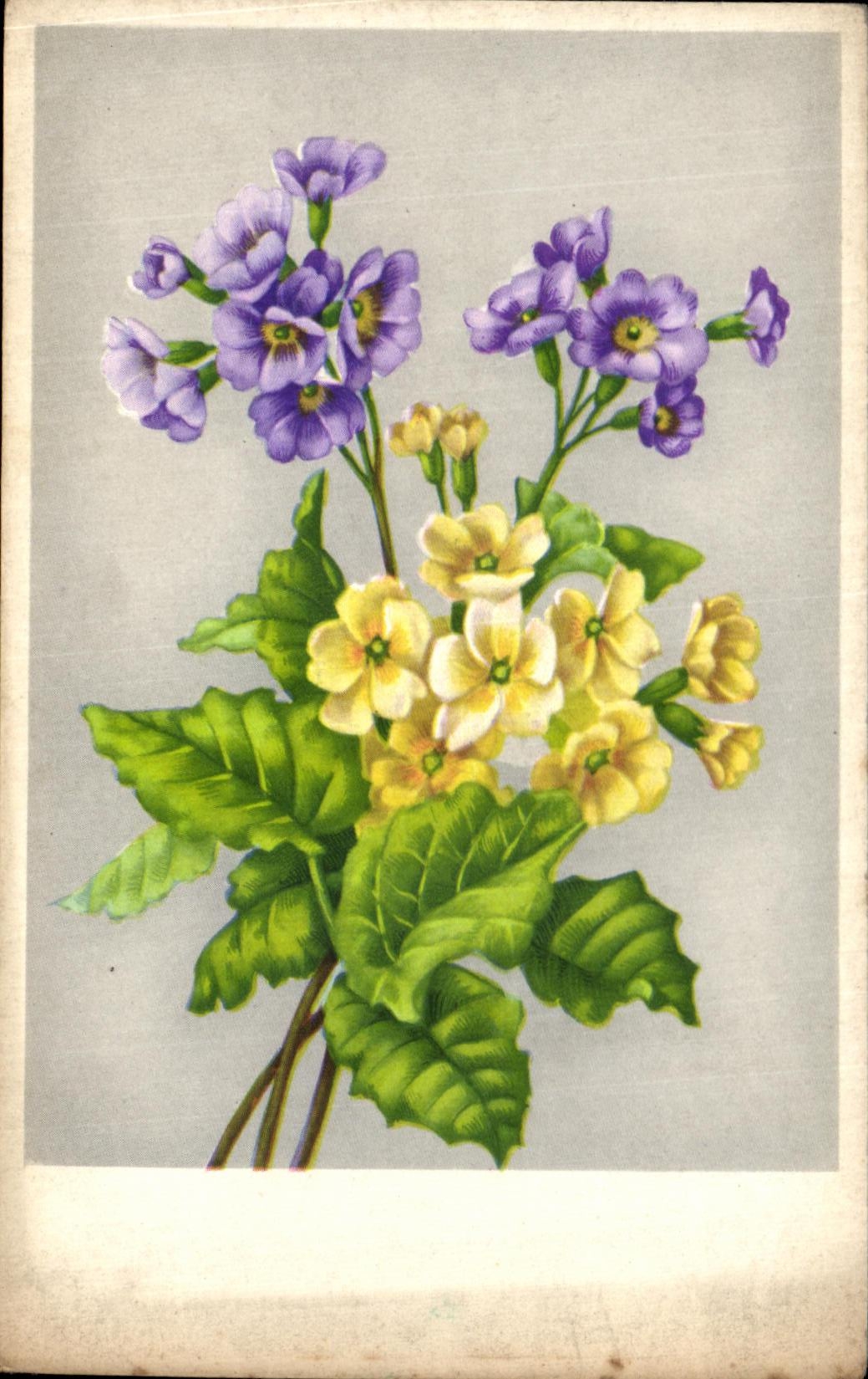 Flores de la fantasia de CPA