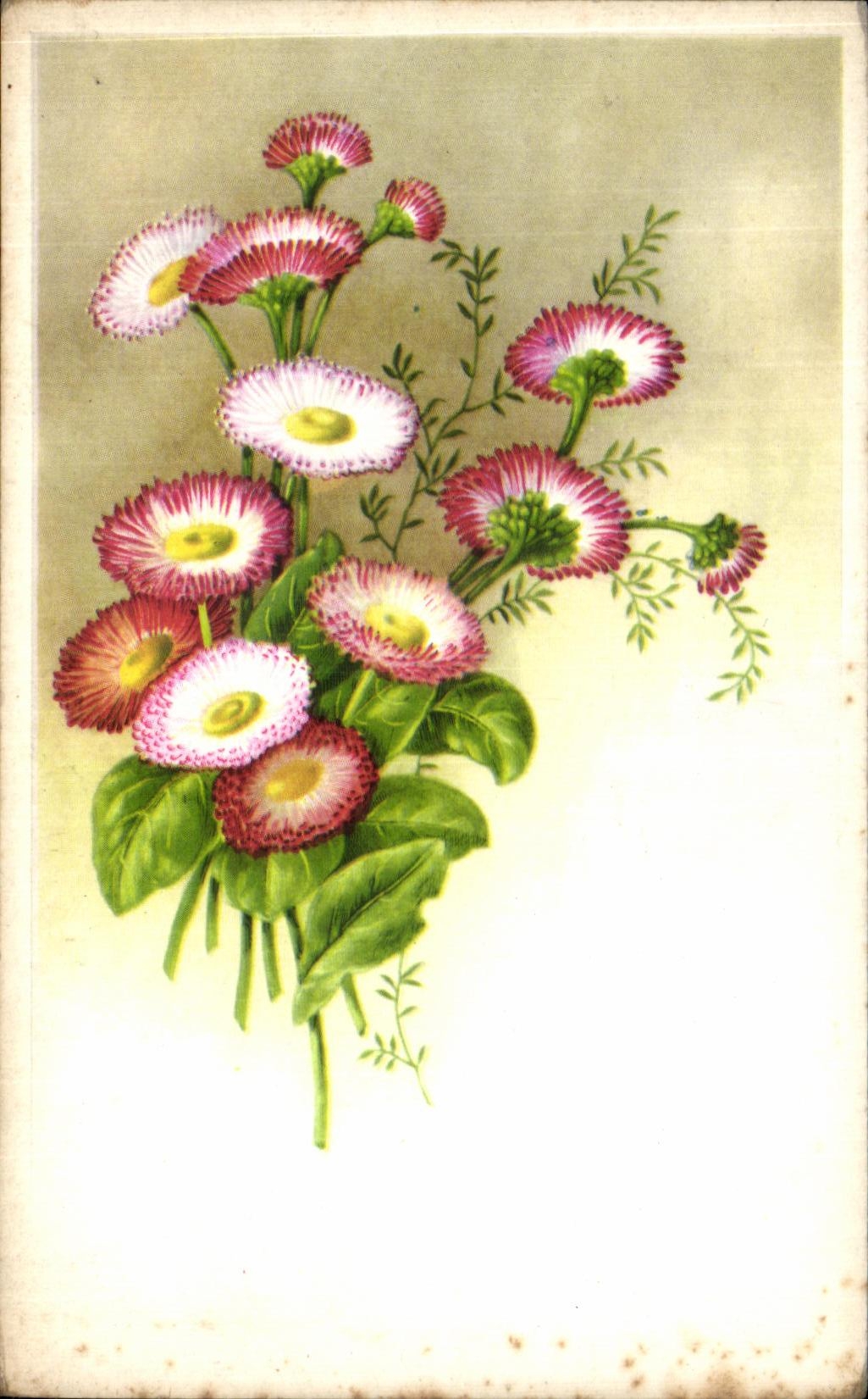 Flores de la fantasia de CPA