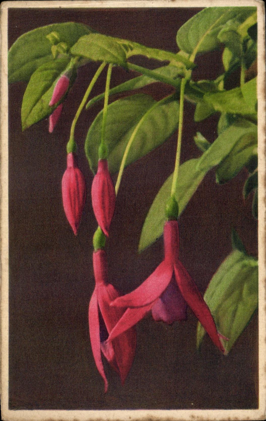 Flores de la fantasia de CPA