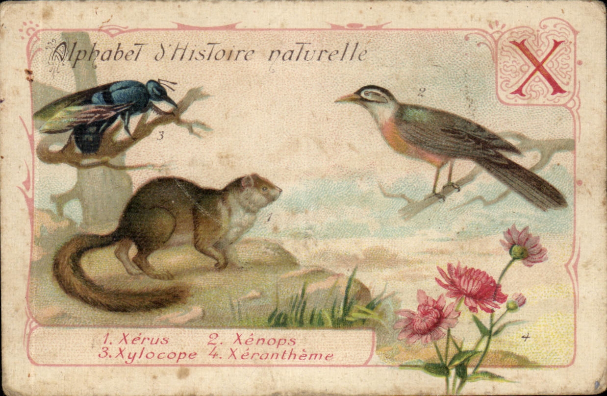 Image Alphabet Natural history Xerus Xenops Xerontheme Xylocopa
