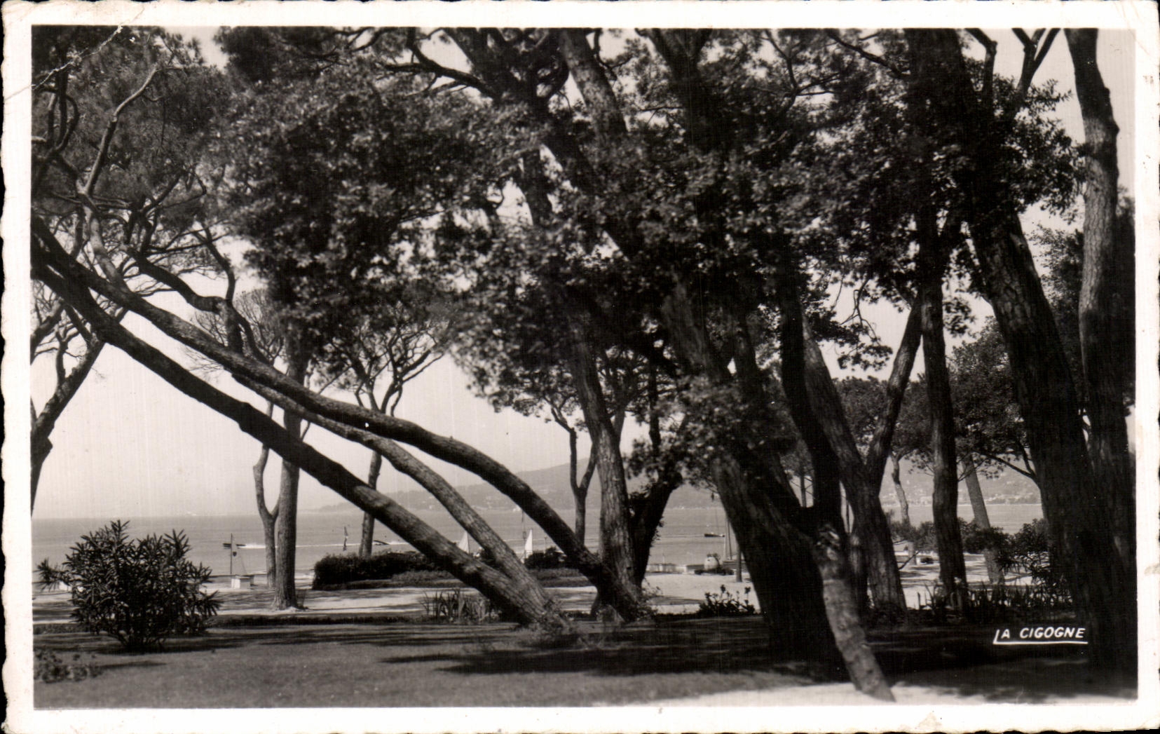 CPA Juan Pines the Pine forest