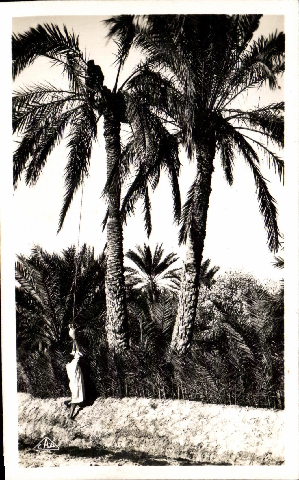 CPA Gabes Collects Of Legmi