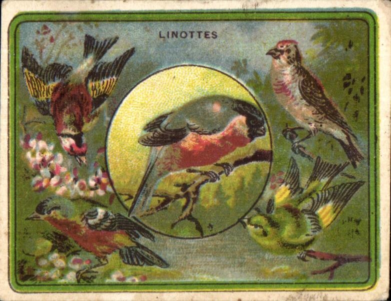 Chromo Chocolat Pupier Sainte Etienne Oiseaux Linottes