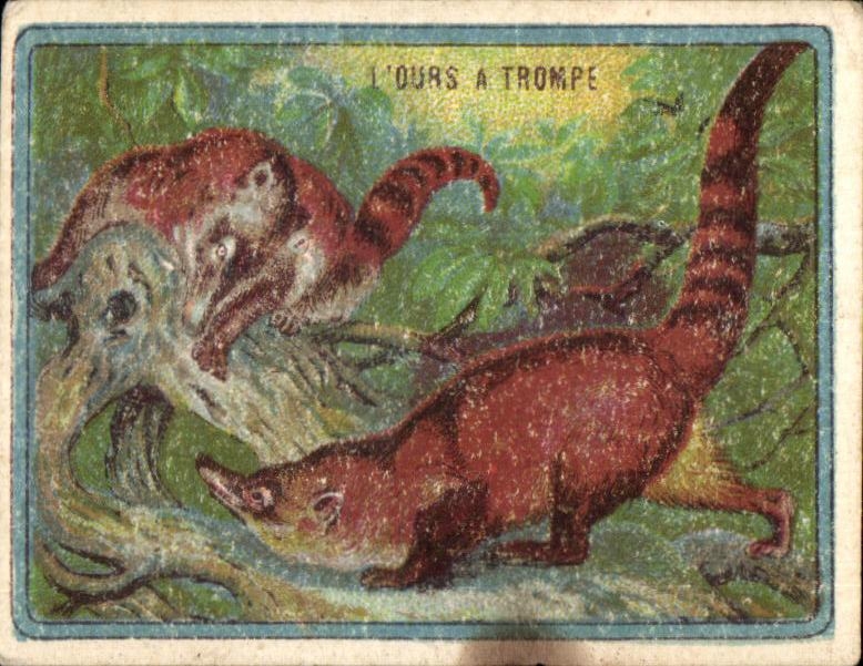 Image L'Ours A Trompe Chocolat Pupier