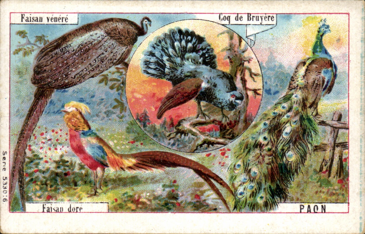 Image Pheasant the Fano pills cock of heather Peacock Birds