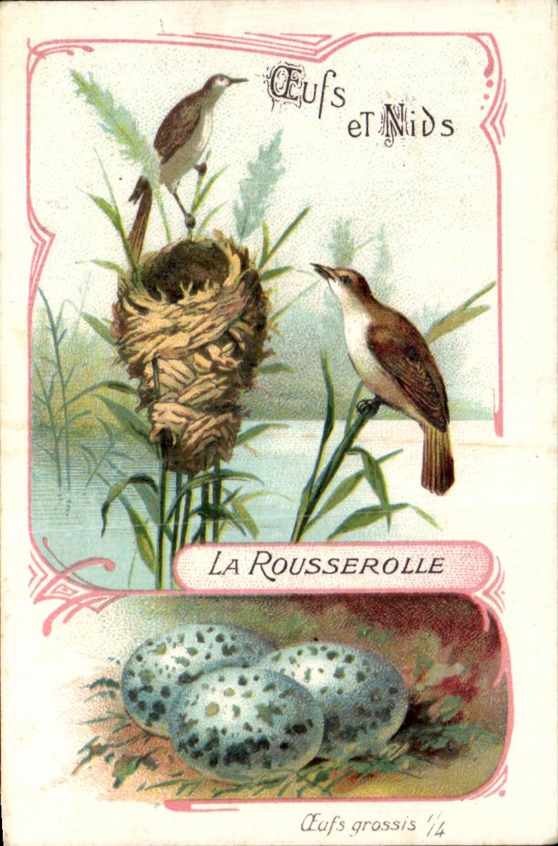 Image Eggs and Nests Rousserolle Birds Britannia Pastilles