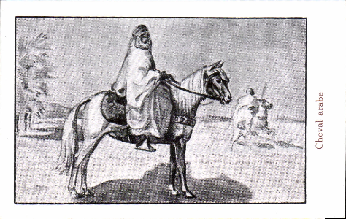 Arab image Horse