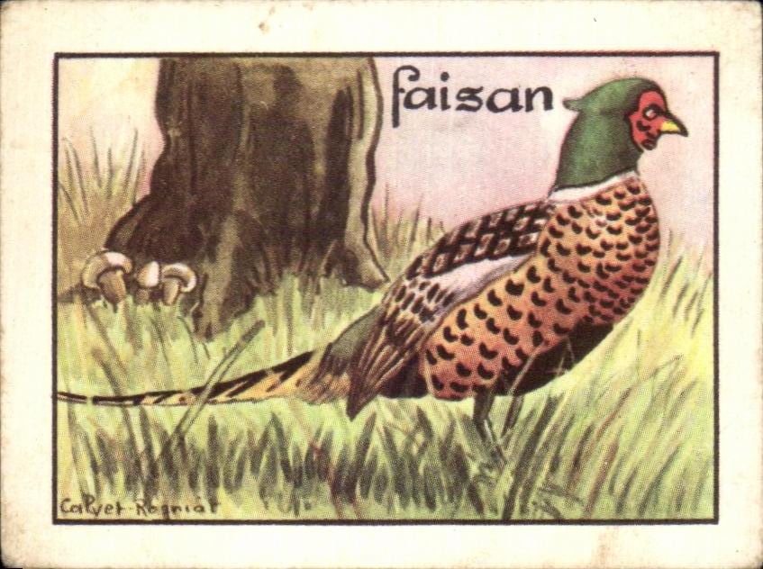 Image Pheasant bird